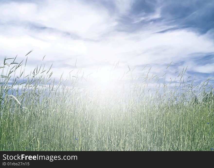 Sunset sky in a field of wheat, as a background.