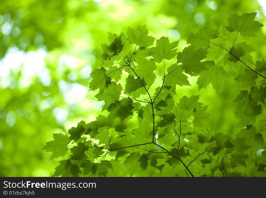 Green maple leaves on a sunny day.