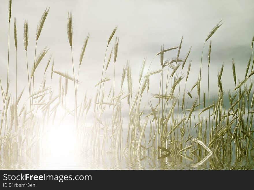 Sunset sky in a field of wheat, as a background. Sunset sky in a field of wheat, as a background.