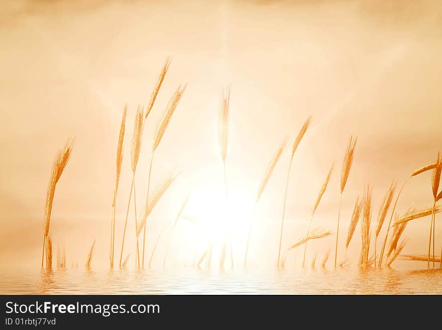 Sunset sky in a field of wheat, as a background. Sunset sky in a field of wheat, as a background.