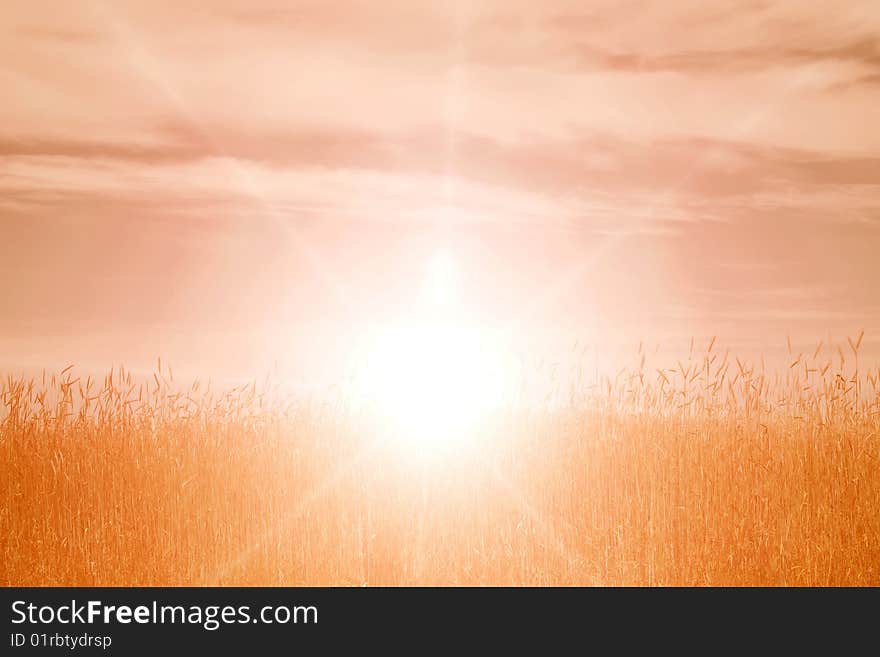 Sunset sky in a field of wheat, as a background. Sunset sky in a field of wheat, as a background.