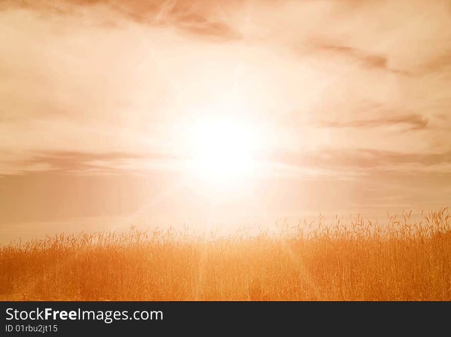 Gold wheat and  sky with sun