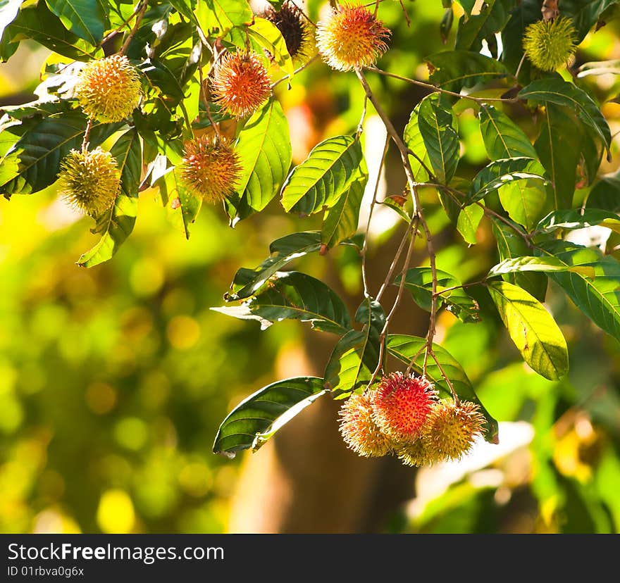 Rambutans