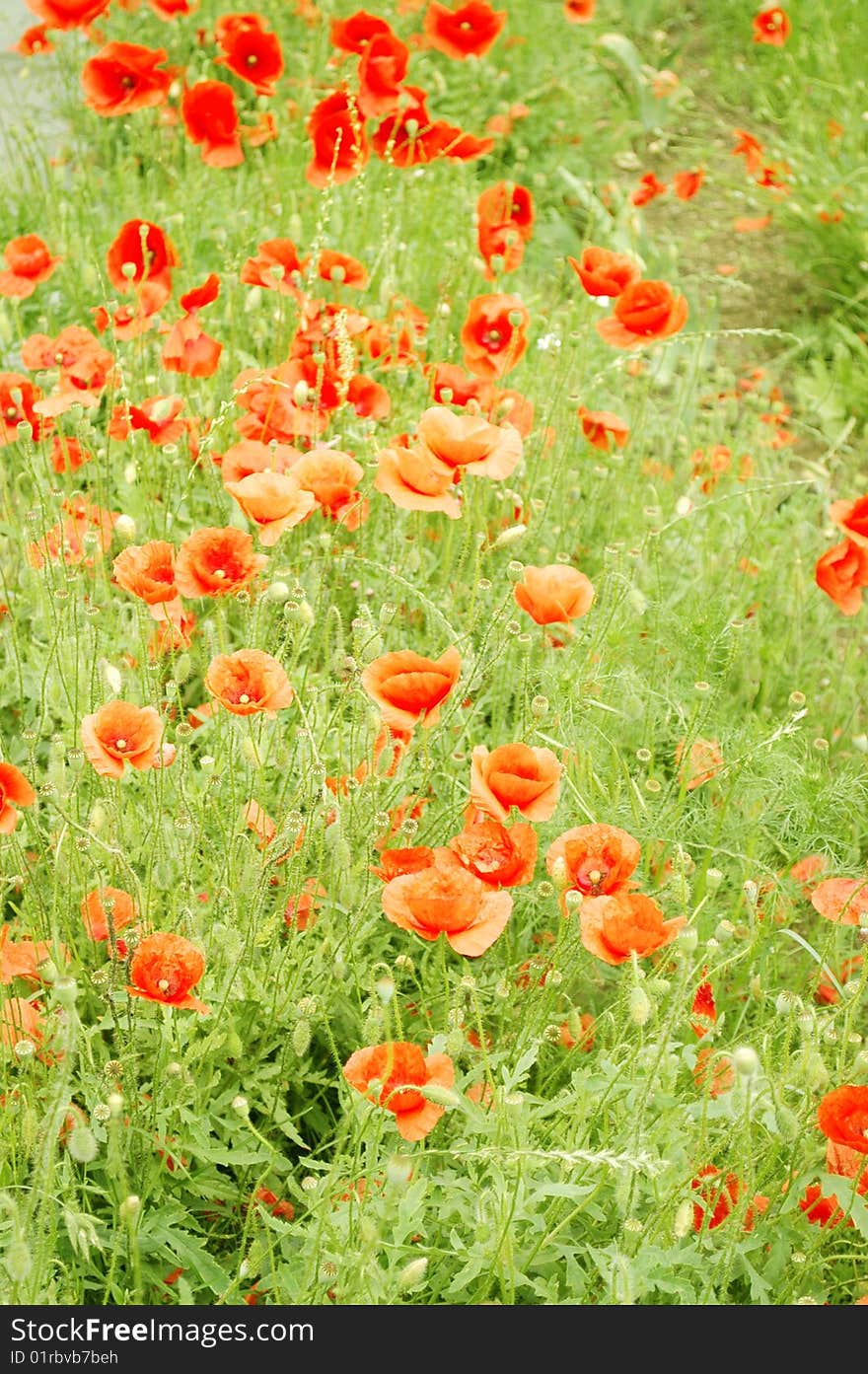 Red poppies in a green meadow. (Papaver L.). Red poppies in a green meadow. (Papaver L.)