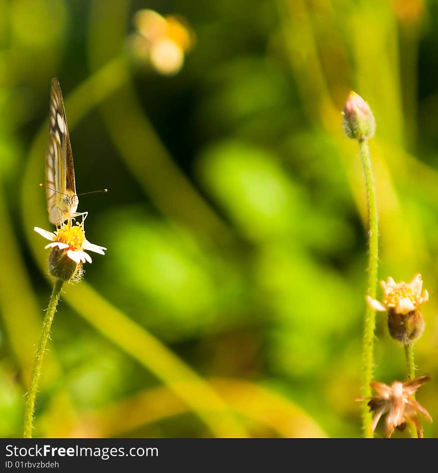 A male striped albatross butterfly foraging on a tiny wild flower in the late afternoon. A male striped albatross butterfly foraging on a tiny wild flower in the late afternoon