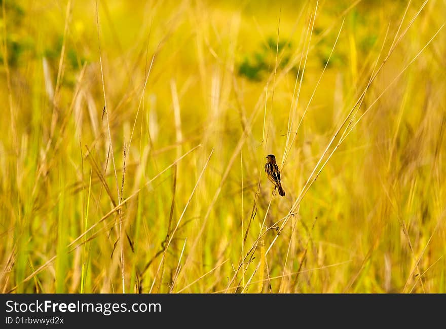 Tiny munia perched on the long stalks of dried grass in an open wild field. Tiny munia perched on the long stalks of dried grass in an open wild field