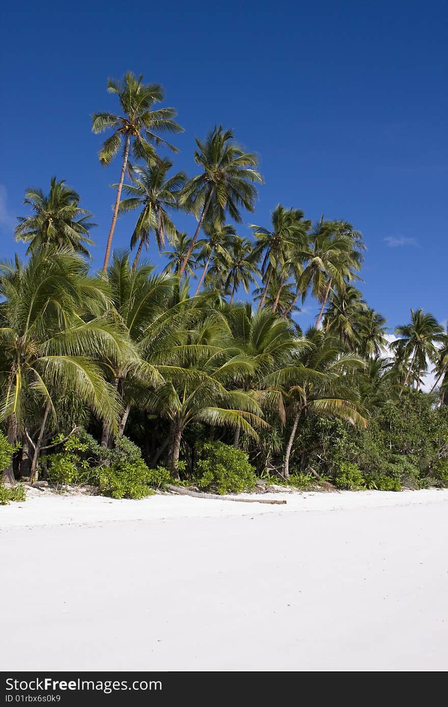 White sand beach with palms and blue sky