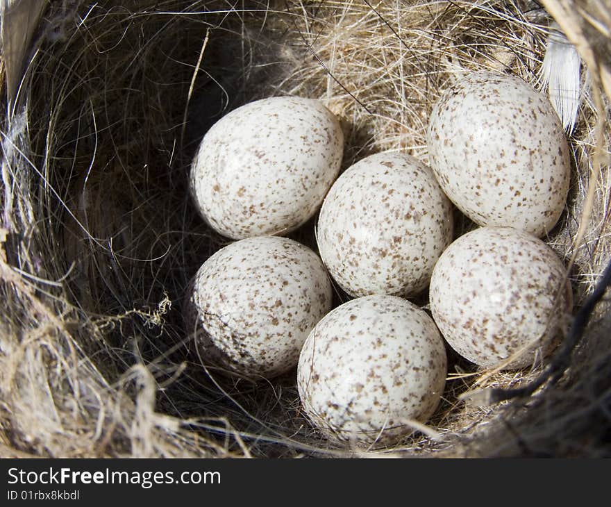 Eggs from which soon will hatch young nestling. Little eggs are in a nest.