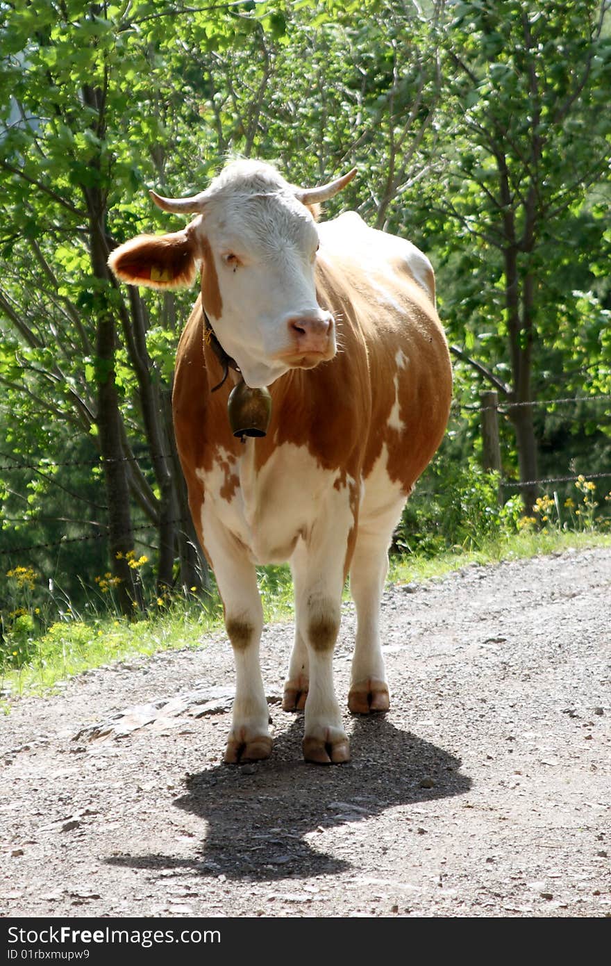 An Austrian cow standing in the middle of a stone path. An Austrian cow standing in the middle of a stone path