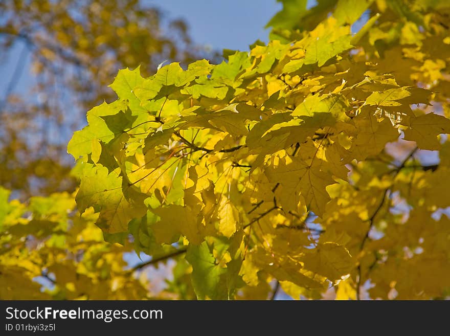 Golden maple branches on blue sky background. Golden maple branches on blue sky background