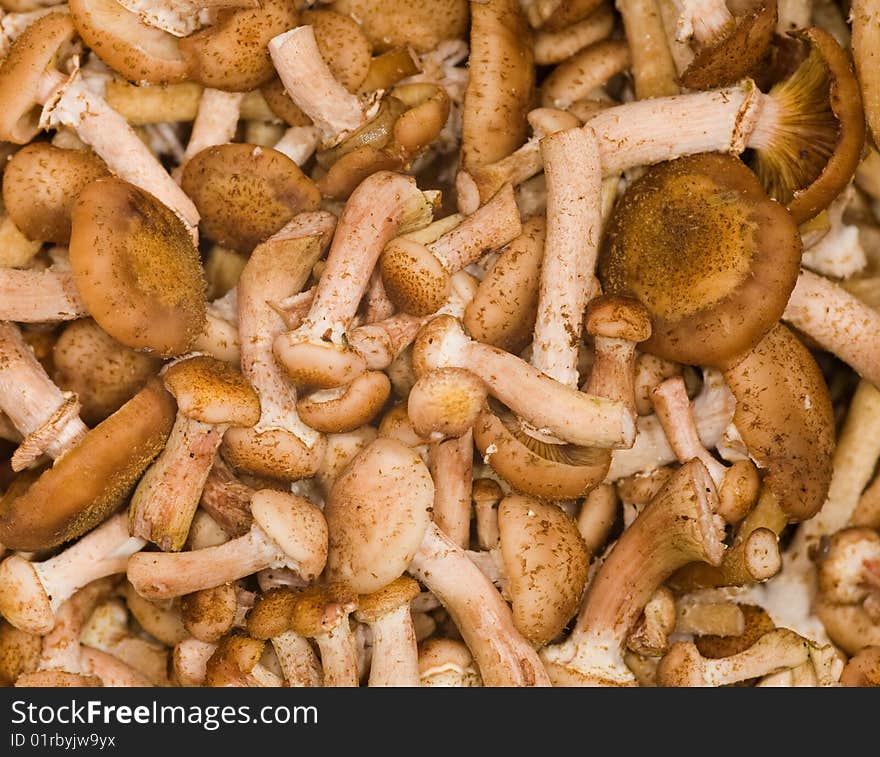 Small brown fungus background