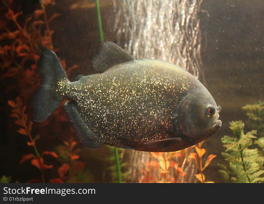 Fish-piranha under water.piranha