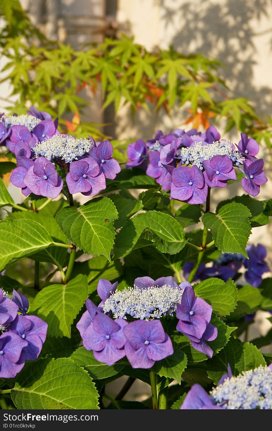 Beautiful purple japanese hydrangeas with evening shadows