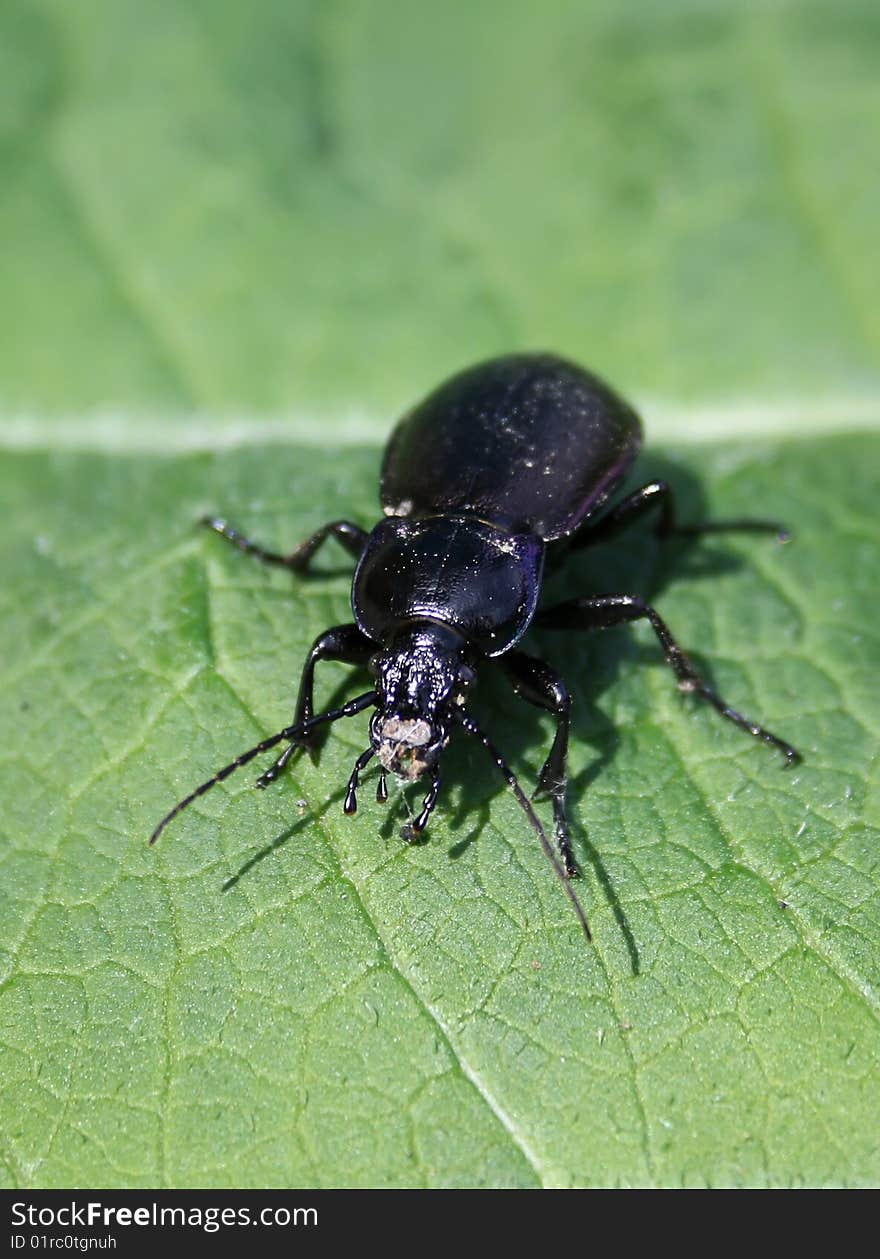 Black beetle on a leaf