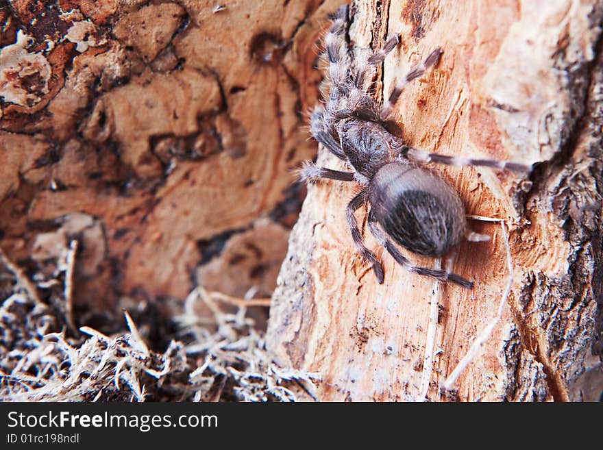 Spider on the wood close up.