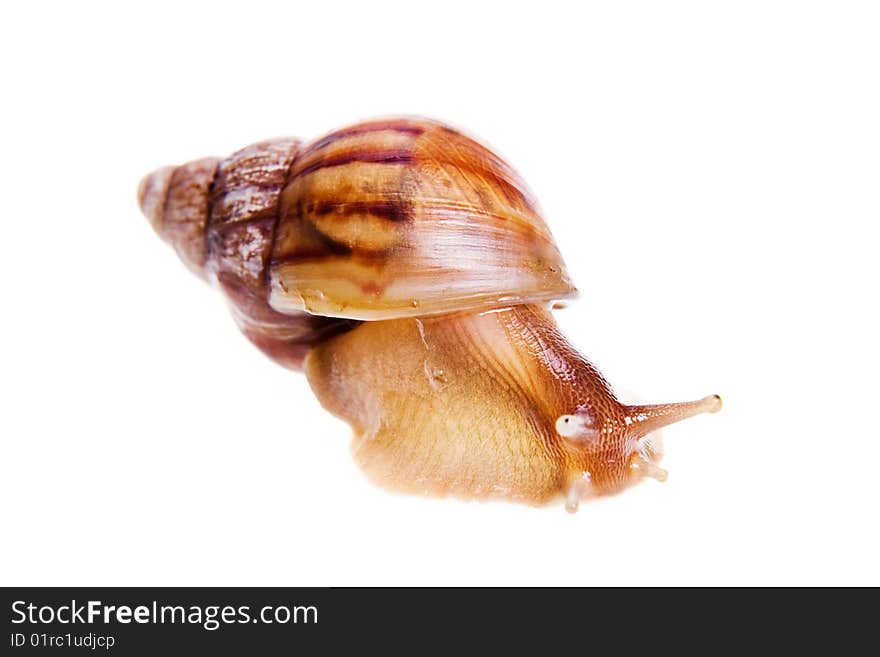 Snail isolated on white background.