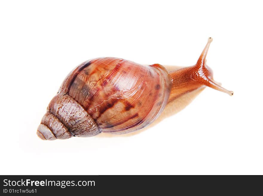 Snail isolated on white background.