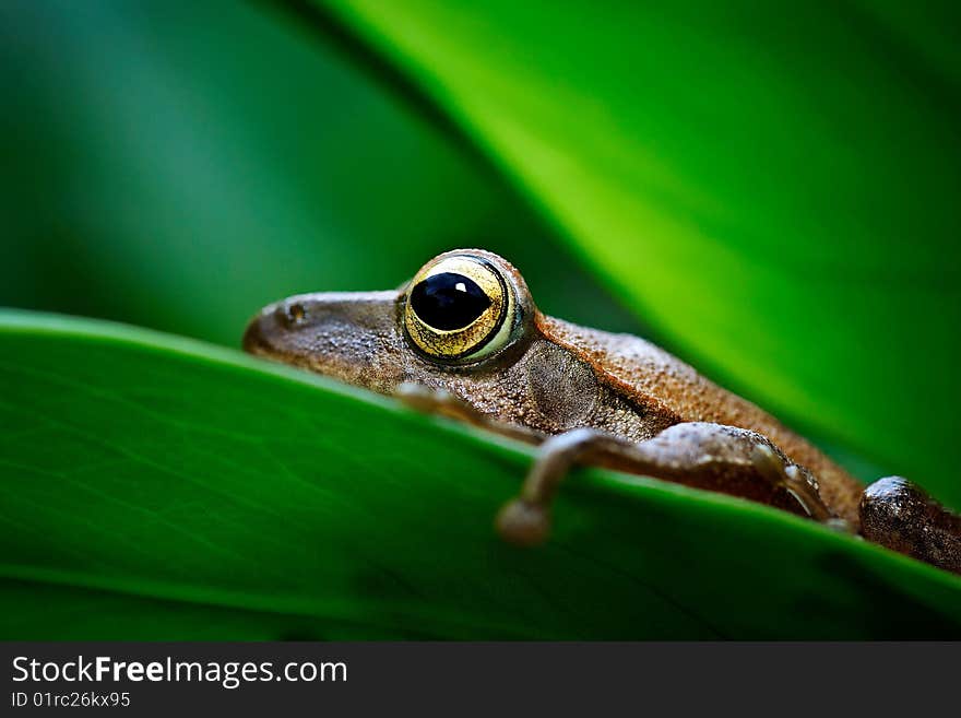 Hidding  among the leaves