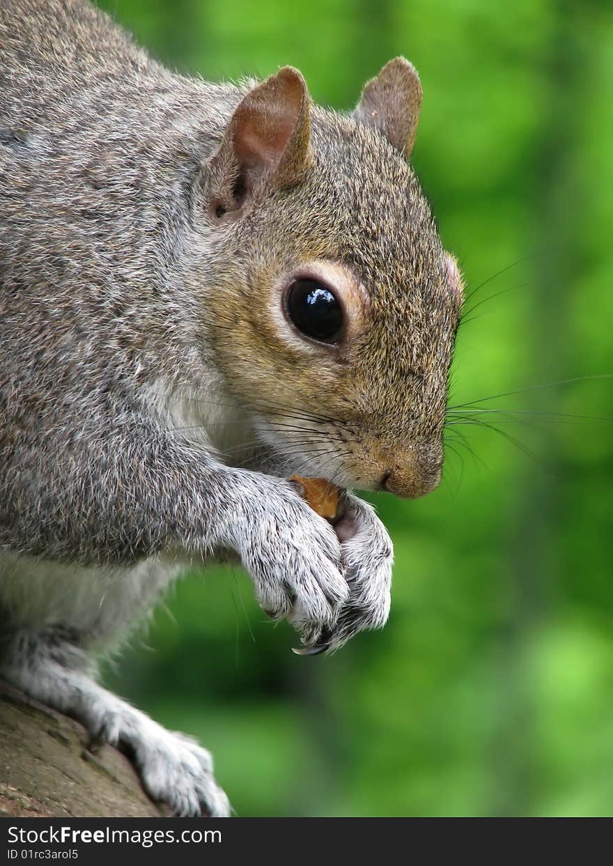 Squirrel eating a nut. Park in London