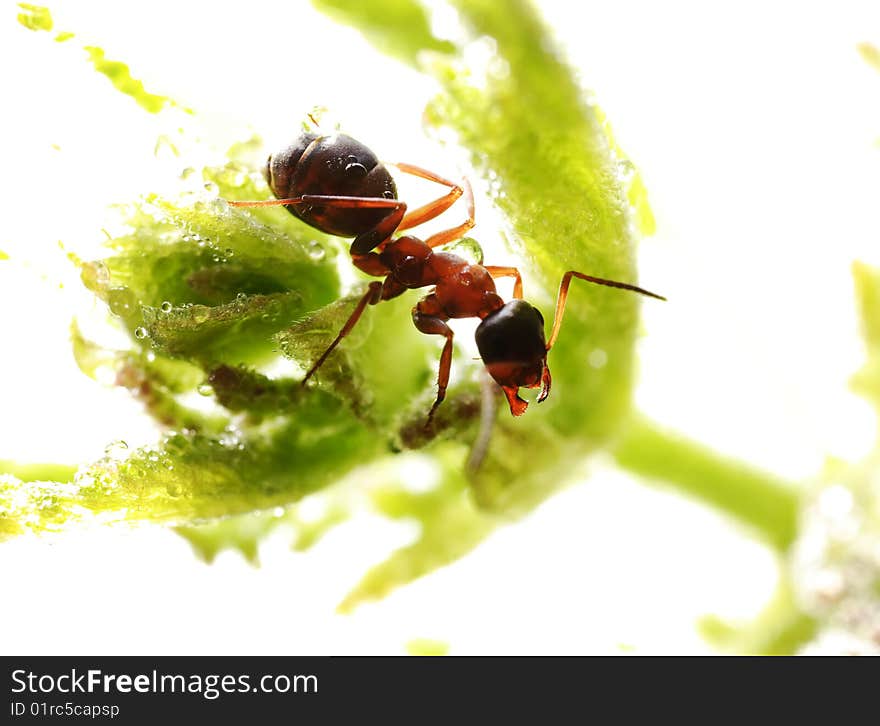 Ant on the grass.