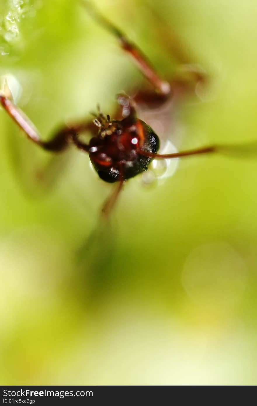 Ant On The Grass.