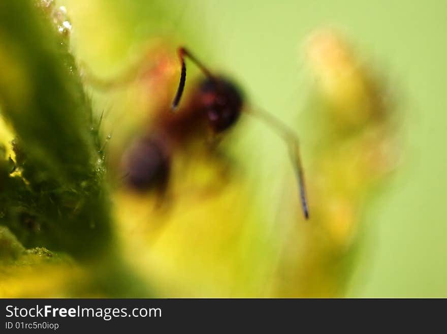 Ant on the grass.