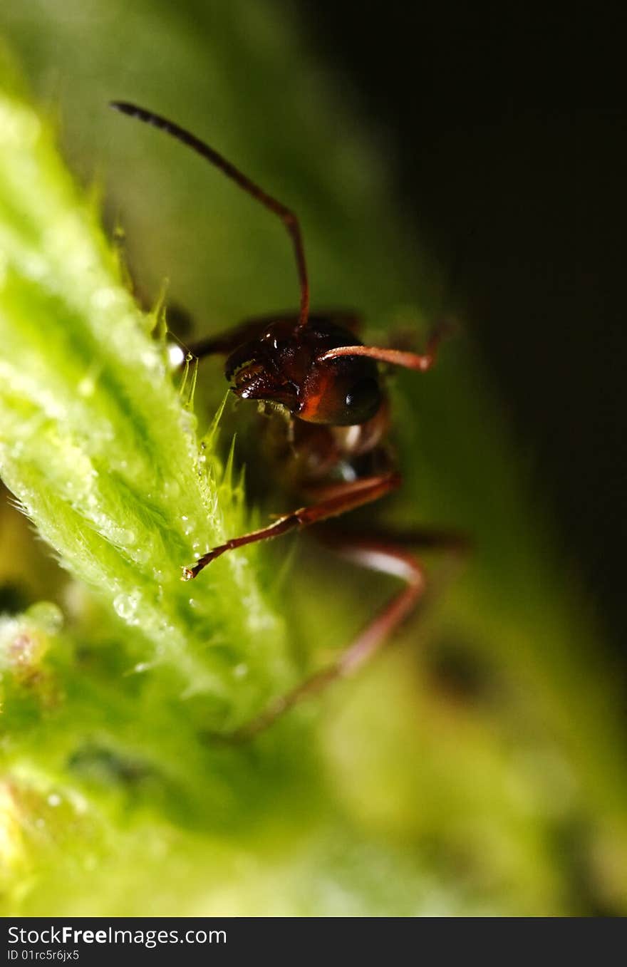 Ant on the grass.