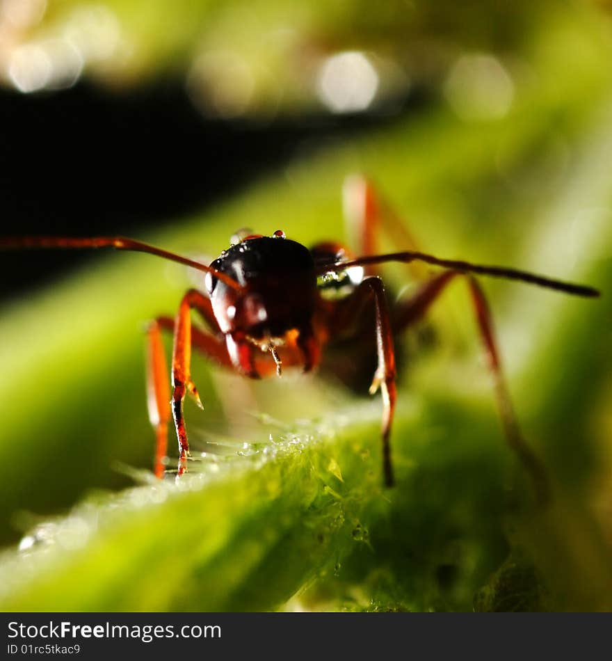 Ant On The Grass.