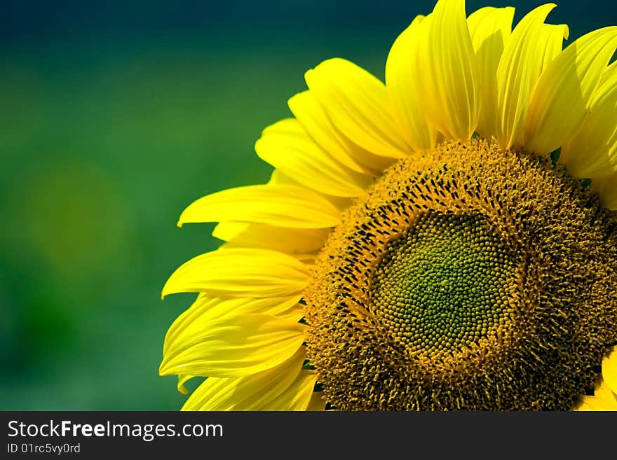 Beautiful, yellow sunflower colored background.