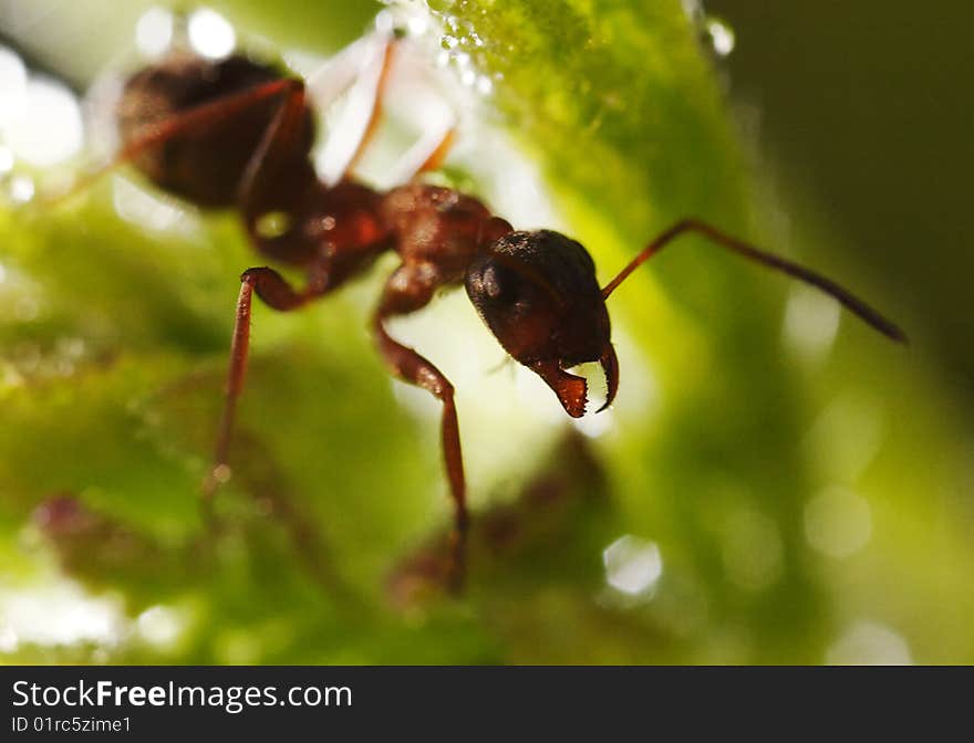 Ant On The Grass.