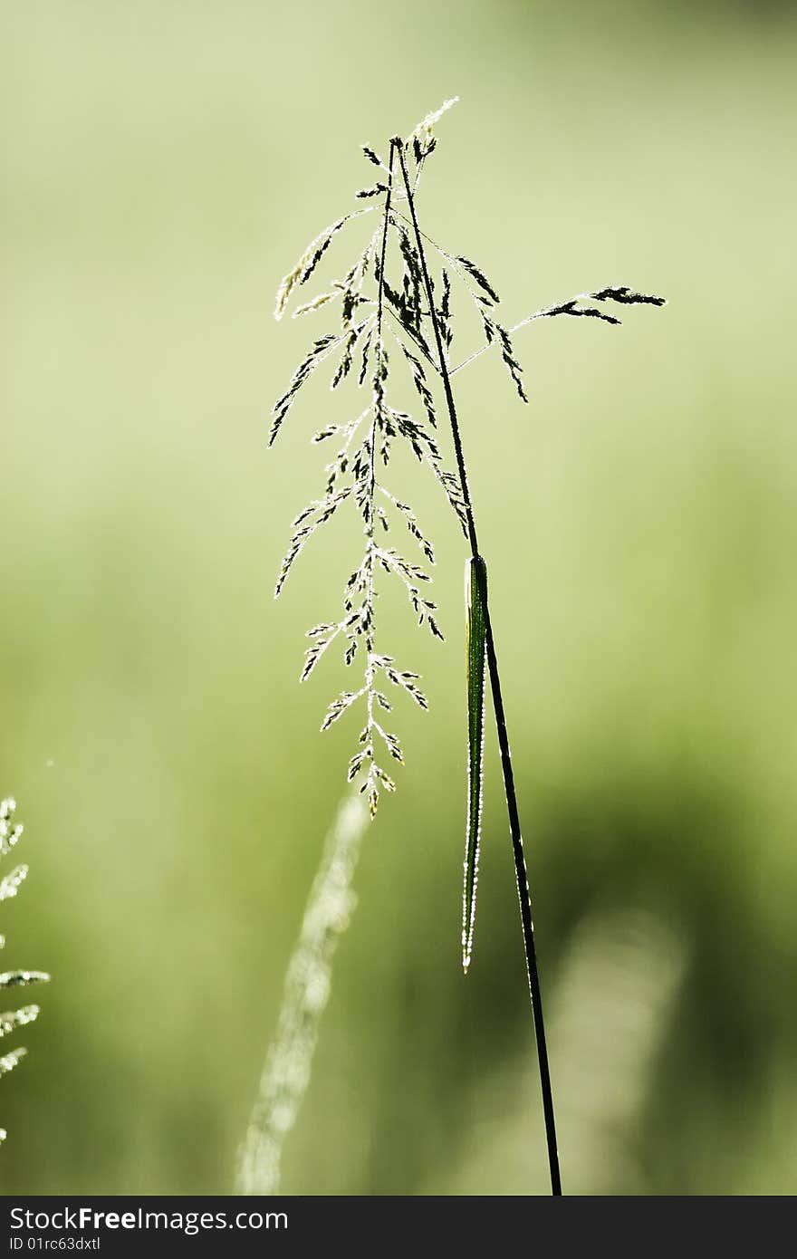 Broken blade of grass.