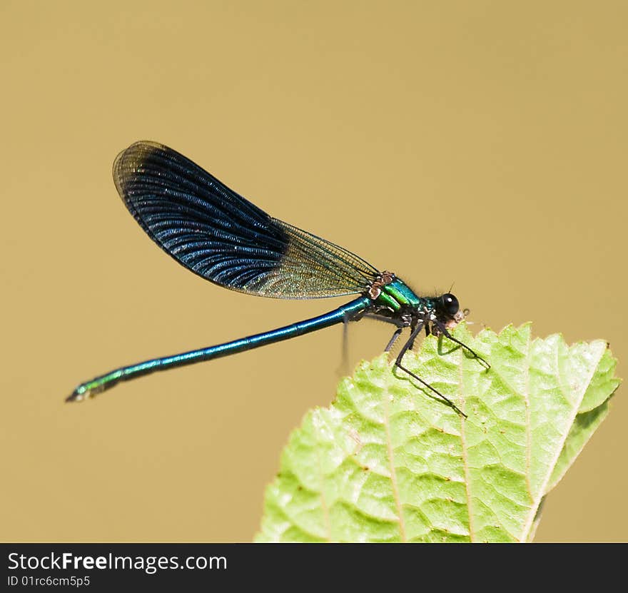 A dragonfly on a leaf. A dragonfly on a leaf