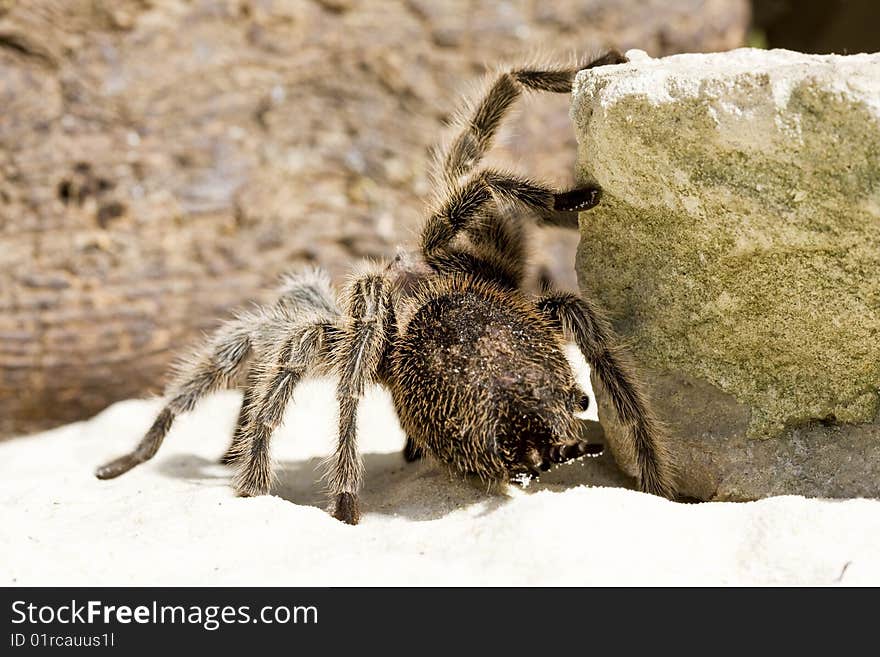 Tarantula Spider