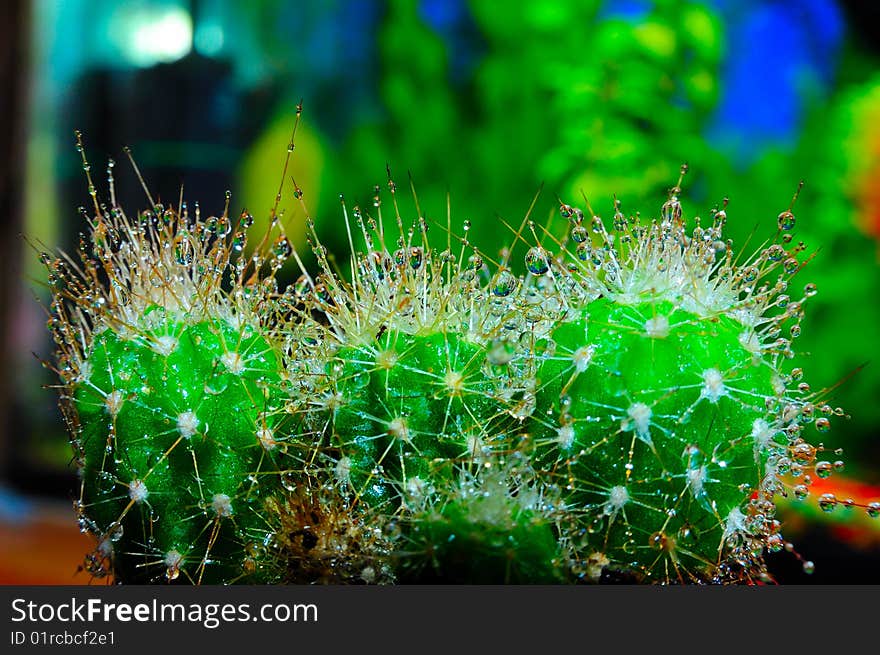 Green cactus with drops of water on tenterhooks. Green cactus with drops of water on tenterhooks.