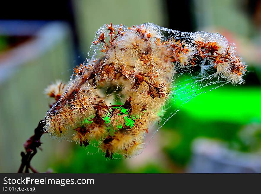 Drops of water on the web and on the plant. Drops of water on the web and on the plant.