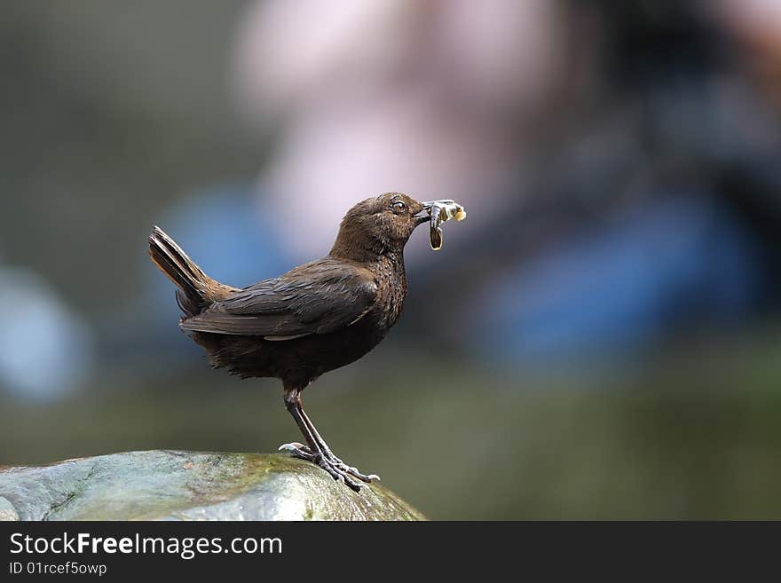 Mouth food preparation to return to the nest to feed young. Mouth food preparation to return to the nest to feed young