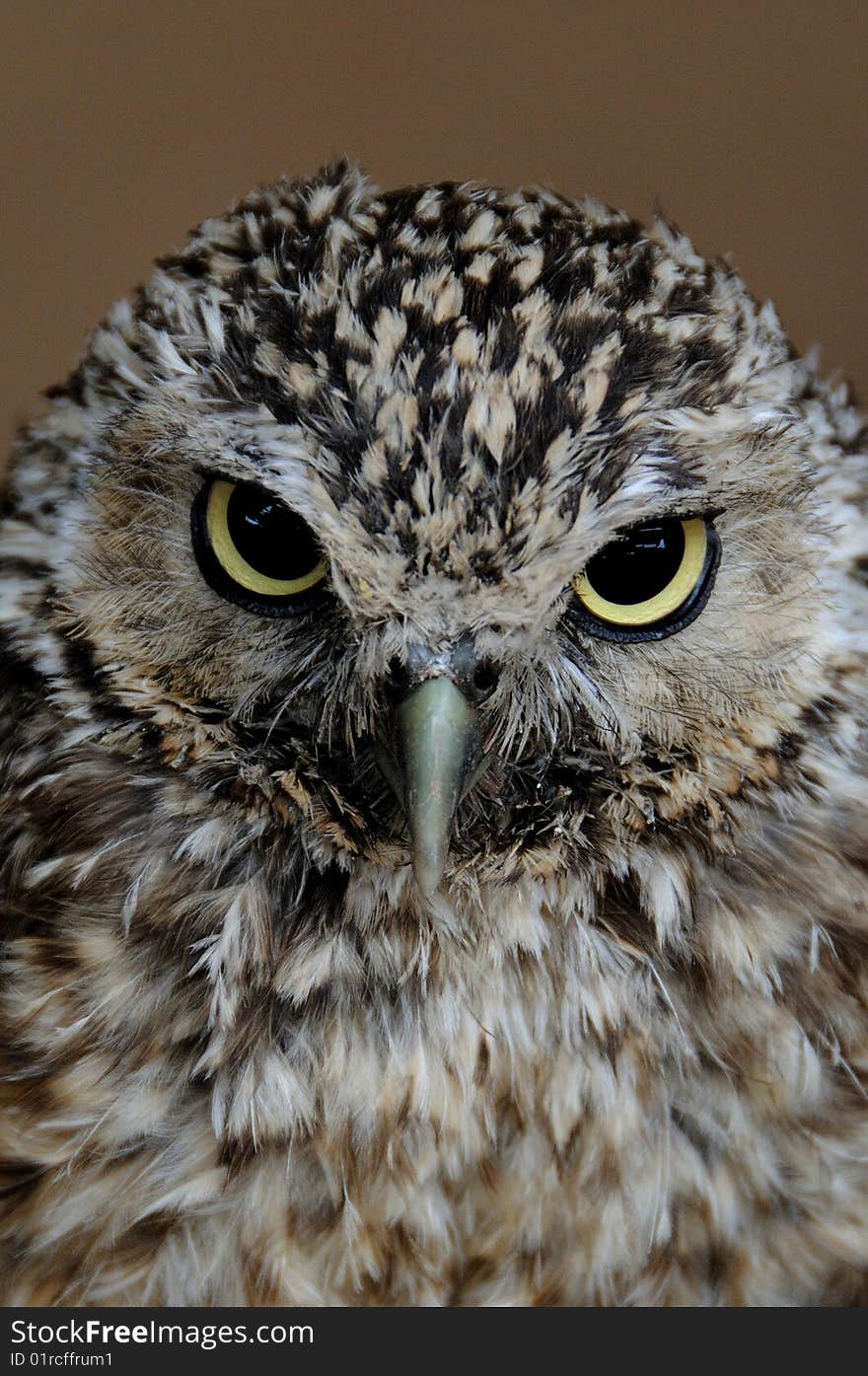 Little Owl