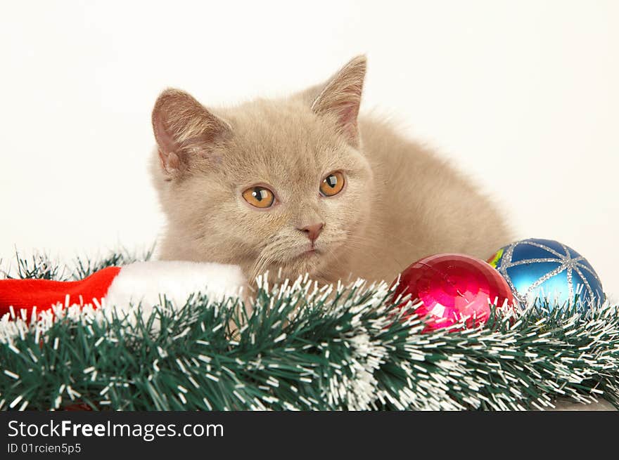 Kitten with Christmas Decorations