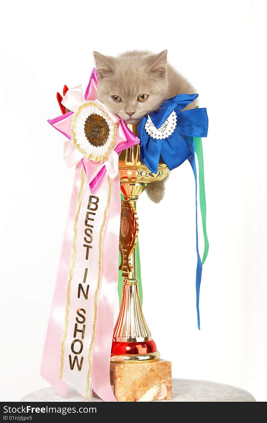 British blue kitten in a large golden trophy with award ribbon isolated on white