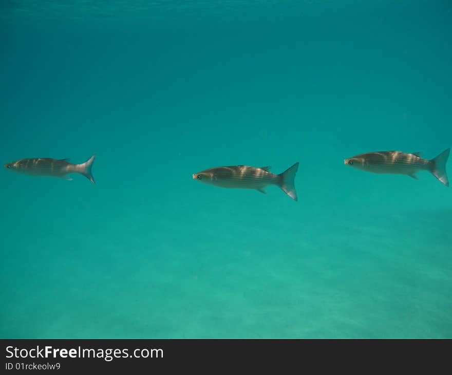 Fish Underwater