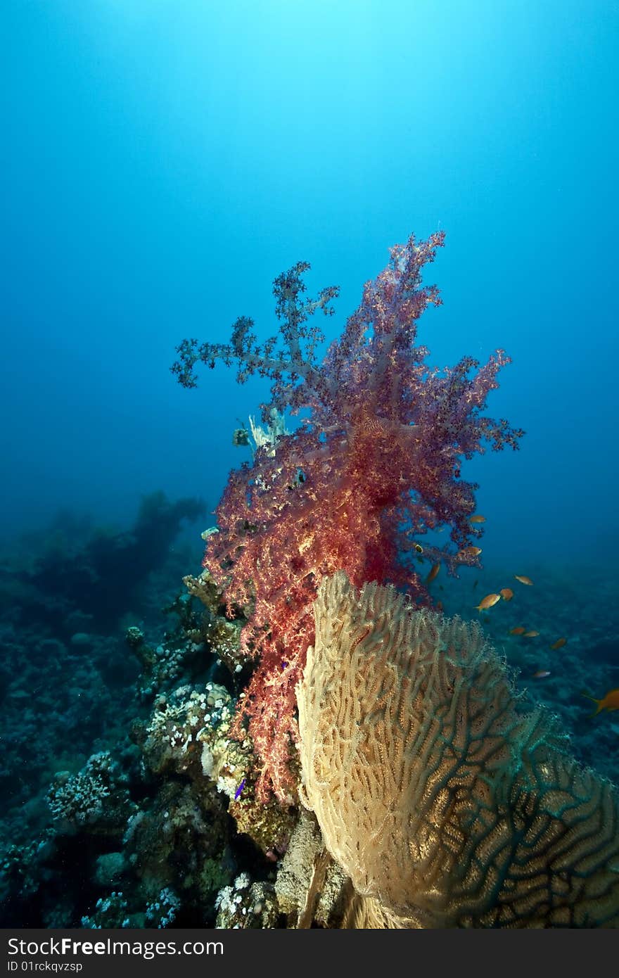 Ocean, coral and sun taken in the red sea.