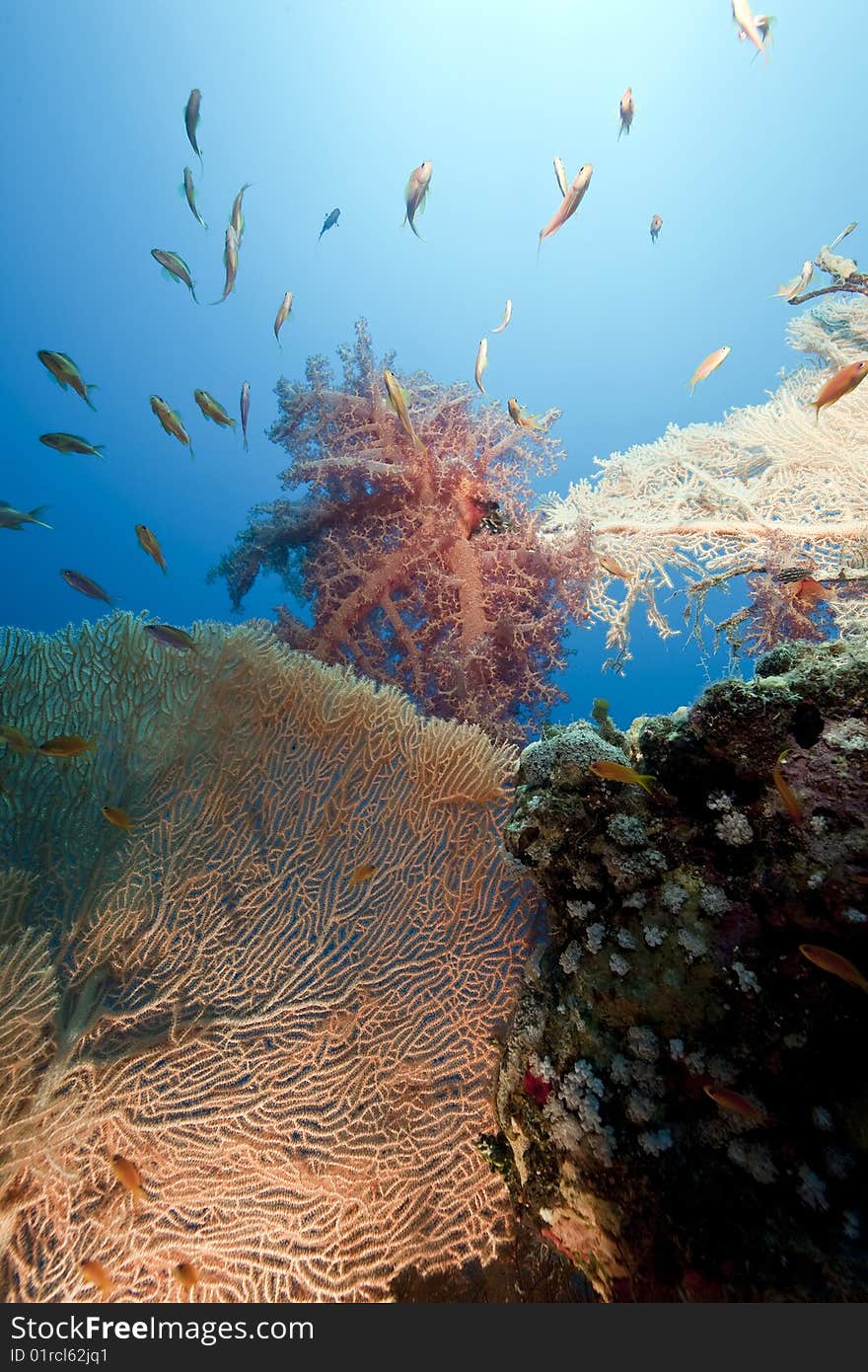 Ocean, coral and sun taken in the red sea.