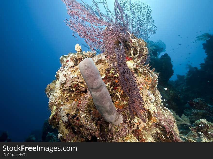 Ocean, coral and sun taken in the red sea.