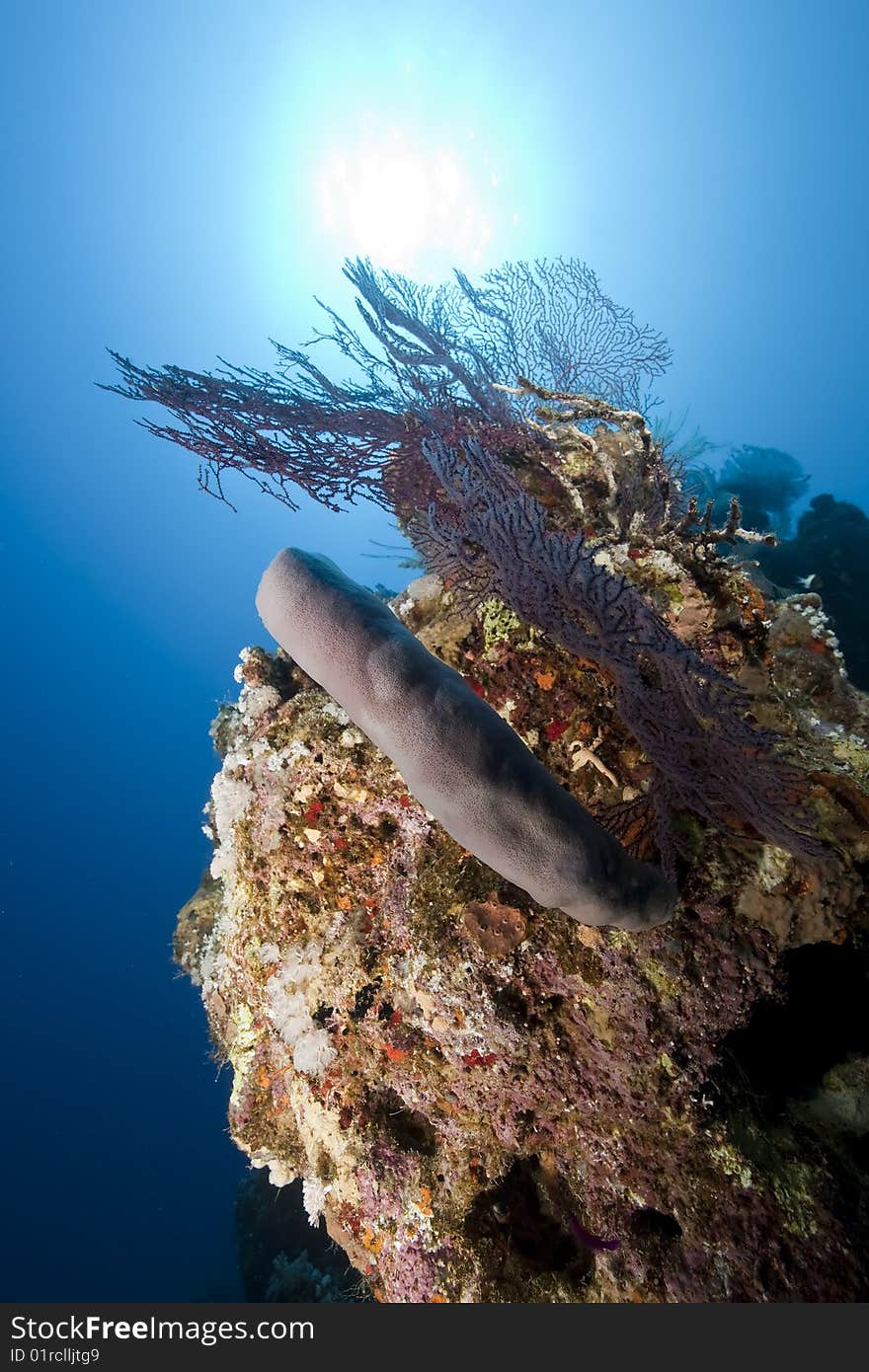 Ocean, coral and sun taken in the red sea.