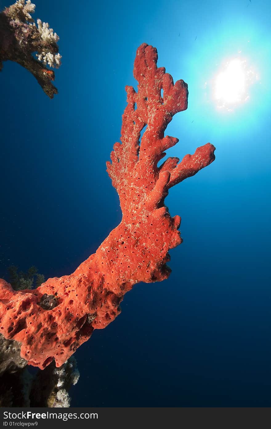 Ocean, Coral And Sun