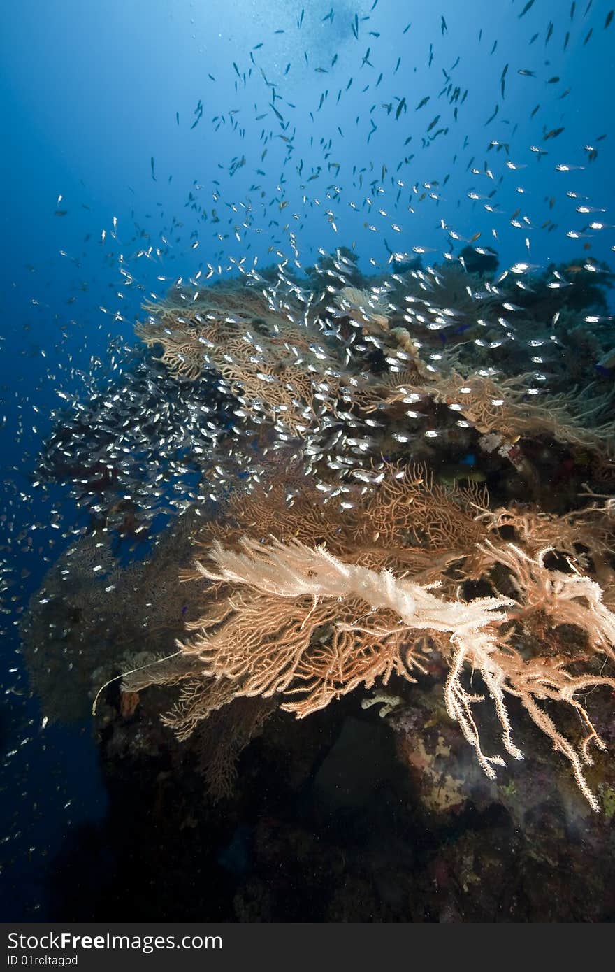 Ocean, coral and sun taken in the red sea.