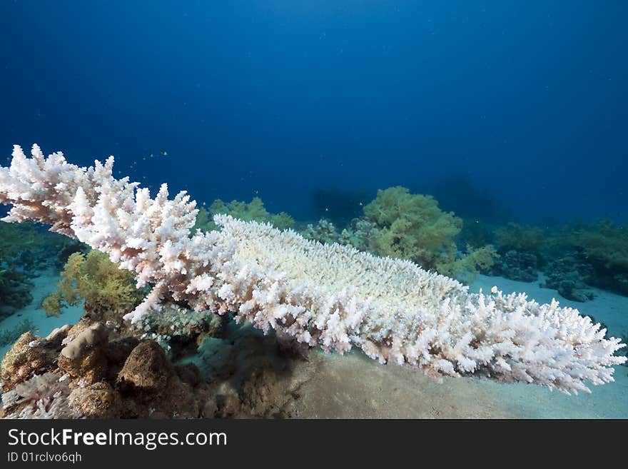 Ocean, coral and sun taken in the red sea.