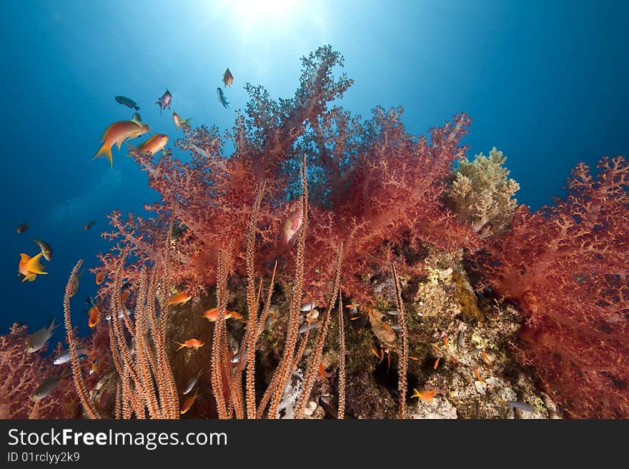 Ocean, coral and sun taken in the red sea.