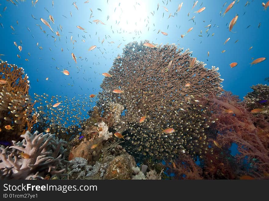 Ocean, coral and sun taken in the red sea.