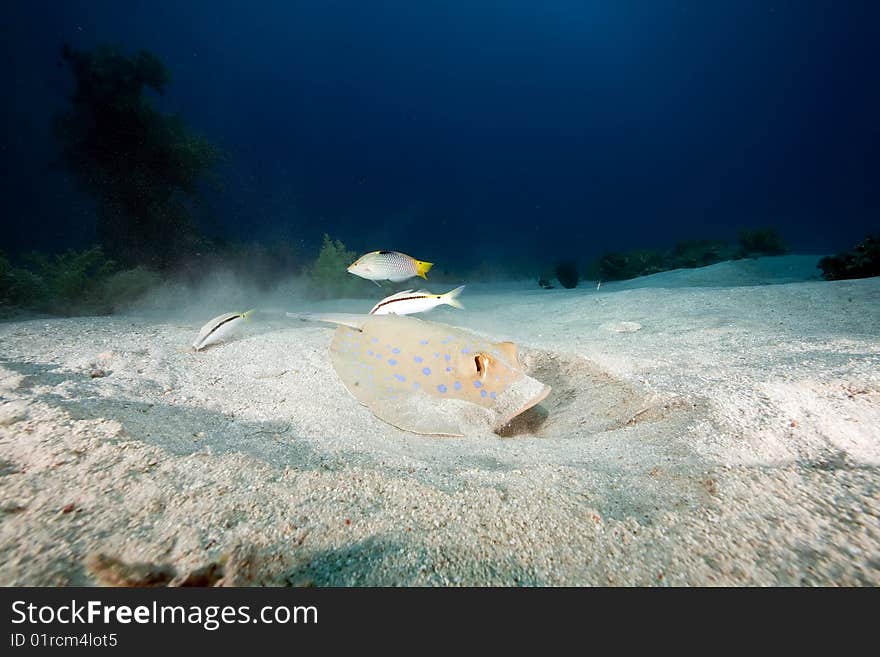 Ocean, coral and stingray